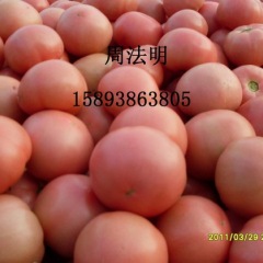 河南西红柿基地