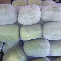 聊城市莘县吴光占：白皮冬瓜上市啦！