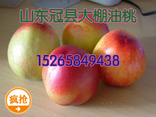 冠县大棚油桃现已大量上市