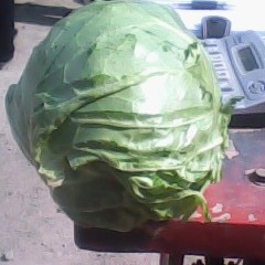 山东济宁市童伟峰：中甘21甘蓝