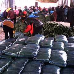 胡桥乡陈优质黄瓜：黄瓜 腰瓜1.1元/斤