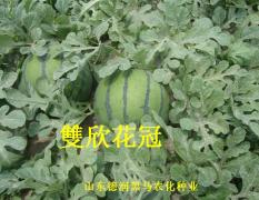 双星西瓜种子
