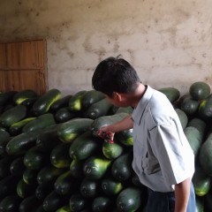 广西南宁市坛洛黑皮冬瓜今天0.4元/斤左右