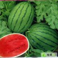 盐城市三仓联周正花：麒麟8424西瓜瓜元/斤