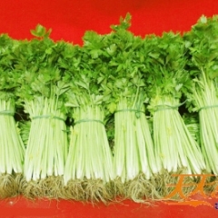 菏泽市鲁西南刘振涛：玻璃翠1.2元/斤