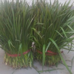 运城市王范乡仝向军：大地二刀韭菜产品0.6元/斤