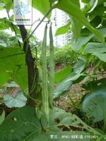 菏泽市郭庄村郭祥奇：芸豆3.5元/斤