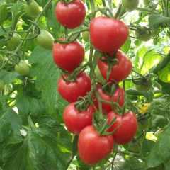 聊城市东王庄李关生：樱桃西红柿2.5-3元/斤