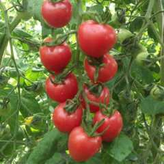 聊城市东王庄李关生：千禧圣女果2.5-3元/斤