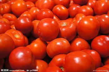 菏泽市黄店蔬黄跃：硬粉2.7元/斤