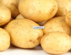 兰州市上彭家马永东：尤金885土豆