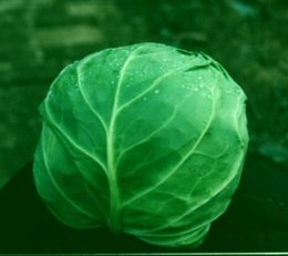 徐州市河口镇李站：春玉甘蓝1.0元/斤