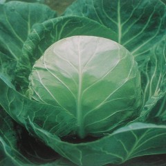 临沂市红花王磊：春玉甘蓝1元/斤