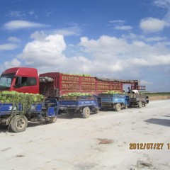 白银市扎子塬张攀：丰抗