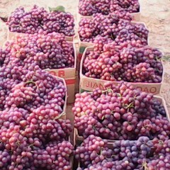 商丘市阳驿乡曹经理：葡萄