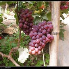 衡水市大棚温室主供；红无核葡萄，维多利亚