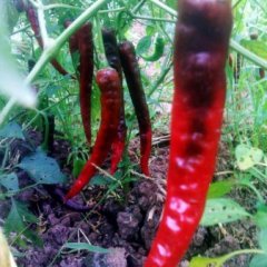 资阳市镇金镇鄢文林：二炮辣椒