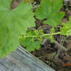 衡水大棚温室葡萄基地急招客户