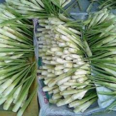 南宁市大量供应茭白