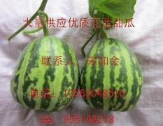 聊城市何店镇宋知会：花蕾甜瓜