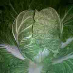 南阳市城郊乡李强：菊锦0.5-0.6元/斤