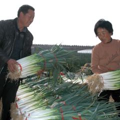 潍坊市凌河镇李国德：长白大葱