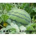 大量供应麒麟8424西瓜6月26号到7月10期间
