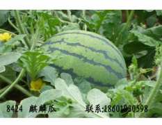 大量供应麒麟8424西瓜6月26号到7月10期间