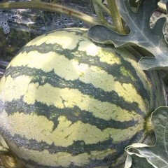 楚雄州富民镇徐林华：麒麟8424西瓜3.6/公斤