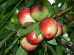 渭南市范家镇张卓：中油5号油桃