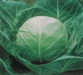 徐州市河口镇陈伟：春玉甘蓝1.05元/斤