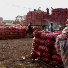 徐州市常店镇李经理：黄皮洋葱