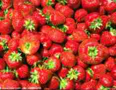 昌邑市石埠镇草莓万亩种植基地