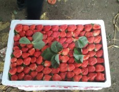 徐州市邳州县特供优质草莓