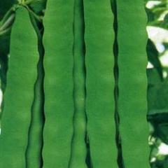 济南市白桥乡杨经理：芸豆4元/斤