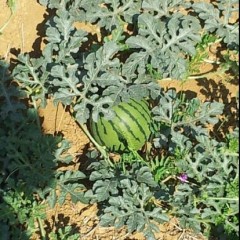 攀枝花市。。程涛：甜王西瓜