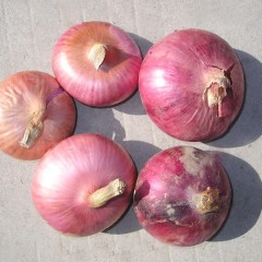 郑州市大孟村刘三：红皮洋葱