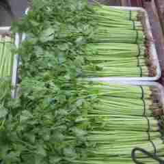 蚌埠市梅桥乡齐彪：法国皇后1元/斤