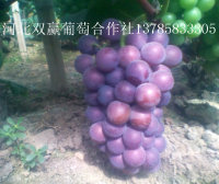 饶阳1.36万亩葡萄基地即将上市