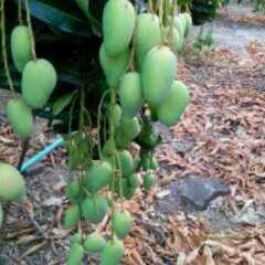 陵水县英州镇黄道强：台农一号