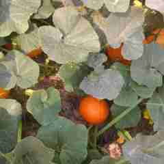 昌江县叉河镇惠先生：红南瓜