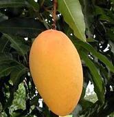 自种海南台农芒果出售