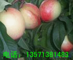 陕西大荔大棚油桃20号左右上市