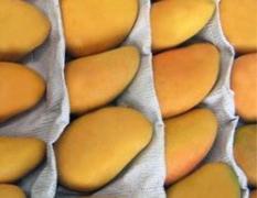 海南省种植基地特供芒果60吨