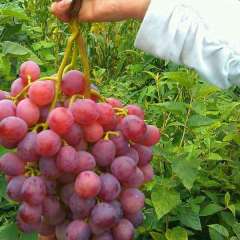 丽江6月供应优质红提葡萄