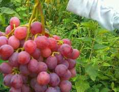 丽江6月供应优质红提葡萄