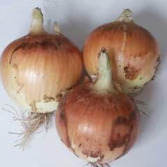 供应出售黄皮洋葱，长年代收购新上市鱼台黄皮洋葱