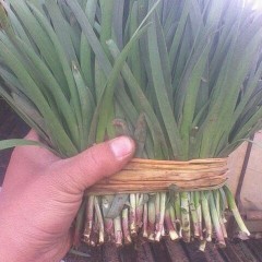 廊坊市李庄蔬王东跃：露地红根韭菜