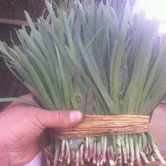 廊坊市李庄蔬王天泽：露地红根韭菜1.1-1.3元/斤