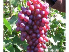 烟台市寨里村高洋：红宝石无核